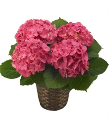 Pink Hortensia